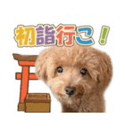 冬♡年末年始(あけおめ) トイプードル 犬（個別スタンプ：7）