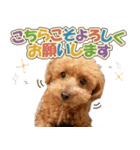 冬♡年末年始(あけおめ) トイプードル 犬（個別スタンプ：9）