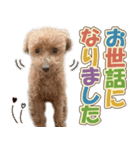 冬♡年末年始(あけおめ) トイプードル 犬（個別スタンプ：10）