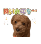 冬♡年末年始(あけおめ) トイプードル 犬（個別スタンプ：11）