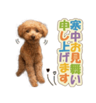 冬♡年末年始(あけおめ) トイプードル 犬（個別スタンプ：12）