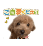 冬♡年末年始(あけおめ) トイプードル 犬（個別スタンプ：13）