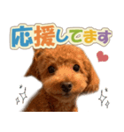 冬♡年末年始(あけおめ) トイプードル 犬（個別スタンプ：14）