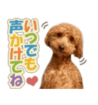 冬♡年末年始(あけおめ) トイプードル 犬（個別スタンプ：15）