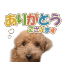 冬♡年末年始(あけおめ) トイプードル 犬（個別スタンプ：16）