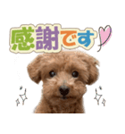 冬♡年末年始(あけおめ) トイプードル 犬（個別スタンプ：17）