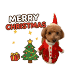 冬♡年末年始(あけおめ) トイプードル 犬（個別スタンプ：18）