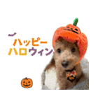 冬♡年末年始(あけおめ) トイプードル 犬（個別スタンプ：19）