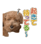 冬♡年末年始(あけおめ) トイプードル 犬（個別スタンプ：20）