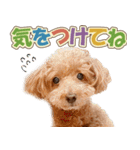 冬♡年末年始(あけおめ) トイプードル 犬（個別スタンプ：21）