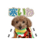 冬♡年末年始(あけおめ) トイプードル 犬（個別スタンプ：23）