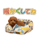 冬♡年末年始(あけおめ) トイプードル 犬（個別スタンプ：24）