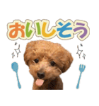 冬♡年末年始(あけおめ) トイプードル 犬（個別スタンプ：25）