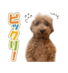 冬♡年末年始(あけおめ) トイプードル 犬（個別スタンプ：27）