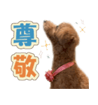 冬♡年末年始(あけおめ) トイプードル 犬（個別スタンプ：28）