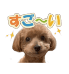 冬♡年末年始(あけおめ) トイプードル 犬（個別スタンプ：29）