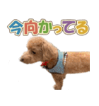 冬♡年末年始(あけおめ) トイプードル 犬（個別スタンプ：30）