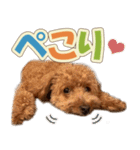 冬♡年末年始(あけおめ) トイプードル 犬（個別スタンプ：31）