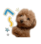 冬♡年末年始(あけおめ) トイプードル 犬（個別スタンプ：32）