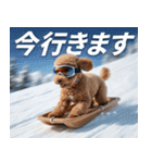【みんな持ってる】冬のトイプードル（個別スタンプ：3）
