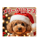 【みんな持ってる】冬のトイプードル（個別スタンプ：5）