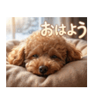 【みんな持ってる】冬のトイプードル（個別スタンプ：7）