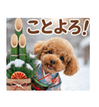 【みんな持ってる】冬のトイプードル（個別スタンプ：10）