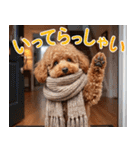 【みんな持ってる】冬のトイプードル（個別スタンプ：19）