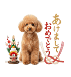 【みんな持ってる】冬のトイプードル（個別スタンプ：25）