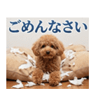 【みんな持ってる】冬のトイプードル（個別スタンプ：33）