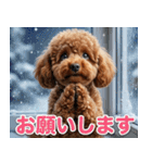 【みんな持ってる】冬のトイプードル（個別スタンプ：36）