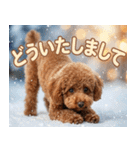 【みんな持ってる】冬のトイプードル（個別スタンプ：37）