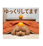 【みんな持ってる】冬のトイプードル（個別スタンプ：38）