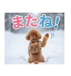 【みんな持ってる】冬のトイプードル（個別スタンプ：40）