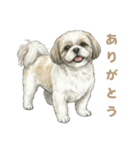 「シーズーのちこちゃん挨拶スタンプ」（個別スタンプ：1）