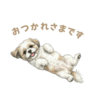 「シーズーのちこちゃん挨拶スタンプ」（個別スタンプ：2）