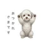 「プードルのこまちゃん挨拶スタンプ」（個別スタンプ：2）