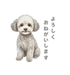 「プードルのこまちゃん挨拶スタンプ」（個別スタンプ：3）