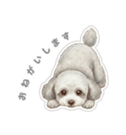 「プードルのこまちゃん挨拶スタンプ」（個別スタンプ：4）