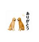 【動く】ゴールデンレトリバー★毎日使う♪（個別スタンプ：1）