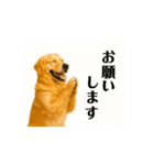 【動く】ゴールデンレトリバー★毎日使う♪（個別スタンプ：3）