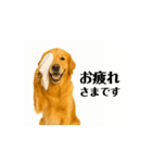 【動く】ゴールデンレトリバー★毎日使う♪（個別スタンプ：5）