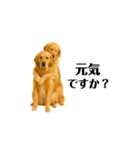 【動く】ゴールデンレトリバー★毎日使う♪（個別スタンプ：8）