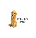【動く】ゴールデンレトリバー★毎日使う♪（個別スタンプ：9）
