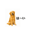 【動く】ゴールデンレトリバー★毎日使う♪（個別スタンプ：10）