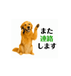 【動く】ゴールデンレトリバー★毎日使う♪（個別スタンプ：11）