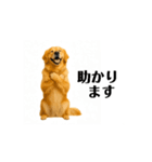 【動く】ゴールデンレトリバー★毎日使う♪（個別スタンプ：15）