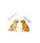 【動く】ゴールデンレトリバー★気遣い（個別スタンプ：1）