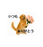 【動く】ゴールデンレトリバー★気遣い（個別スタンプ：2）