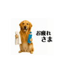 【動く】ゴールデンレトリバー★気遣い（個別スタンプ：4）